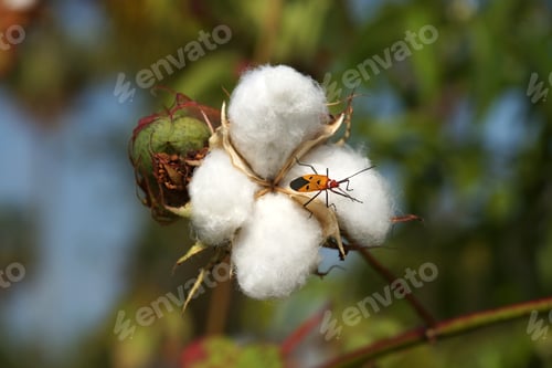 Preview: Close-Up Of Ripe Cotton Bolls On Branch