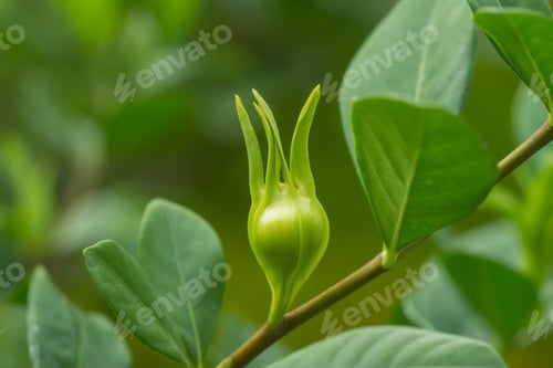 Preview: Cape Jasmine Fruit On Tree.