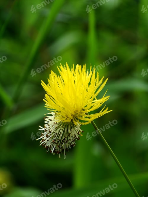 Preview: Yellow Flower Of Water Mimosa, Water Sensitive Plant.