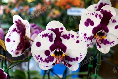 Preview: Violet Orchid Close Up