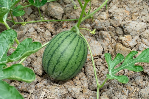 Preview: Close Up Of Young Watermelon Fruit With Leaves In The Farm.