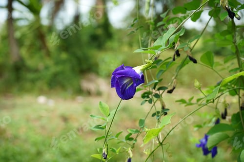Preview: Blue Pea Flower Or Butterfly Pea Flower (Clitoria Ternatea) With Leaves On Ivy.