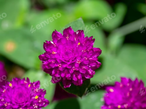 Preview: Close Up Of Globe Amaranth Flower. (Scientific Name Gomphrena Globosa)