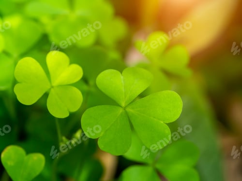 Preview: Close Up Creeping Lady'S Sorrel Plant (Oxalis Corniculata) With Sunlight.