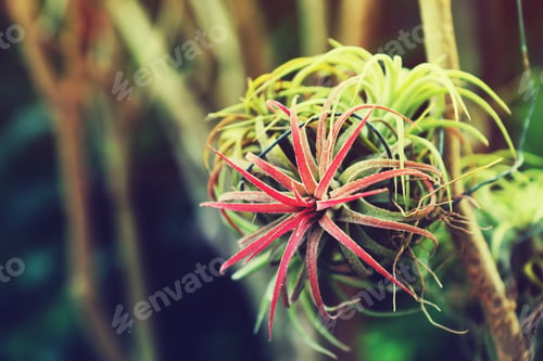 Preview: Tillandsia Air Plant In Vintage Color.