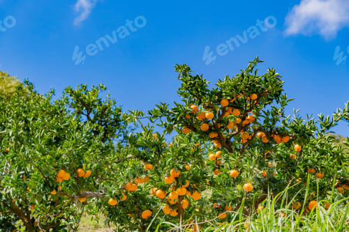 Preview: Mandarin Orange Plantation
