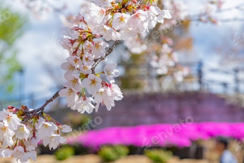 Preview: Cherry Blossoms In Iwamotoyama Park, Fuji City, Shizuoka Prefecture