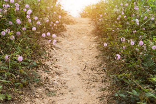 Preview: Sensitive Plant Or Mimosa Pudica Plant On The Ground With Sunlight.