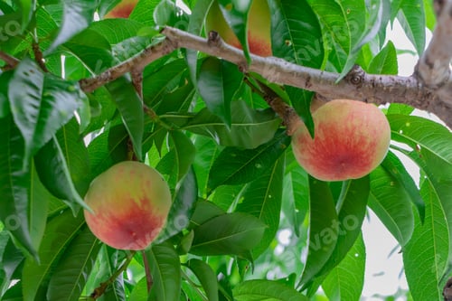 Preview: Peach Farm In Early Summer