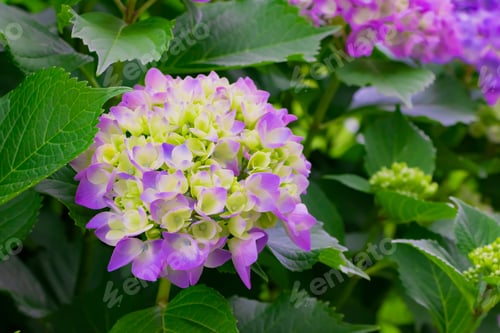 Preview: Hydrangea In Early Summer