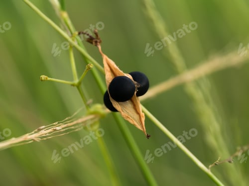 Preview: Black Seed Of Balloon Vine Plant. (Cardiospermum Halicacabum)
