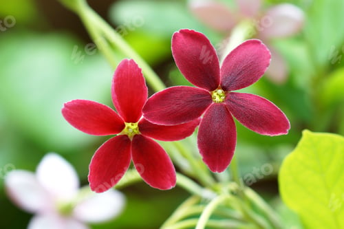 Preview: Rangoon Creeper Flower