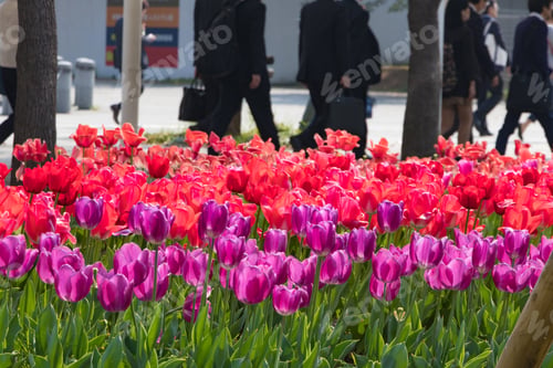 Preview: Colorful Tulips Blooming In Tokyo