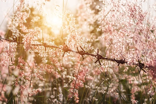 Preview: Out Of Focus Image, Blur And Soft The Pink Flower Grass With Sunlight. (Natalgrass - Natal Redtop