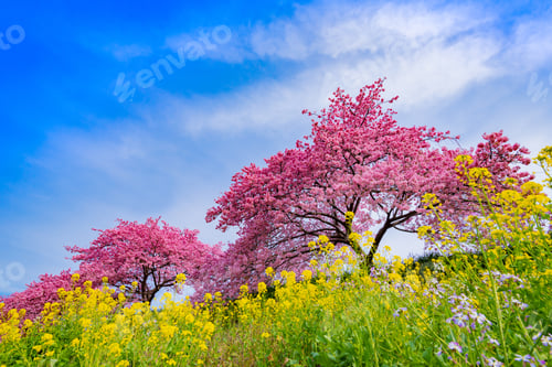 Preview: Kawazu Cherry Blossoms In Minamiizu-Cho, Kamo-Gun, Shizuoka Prefecture