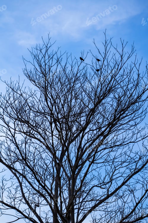 Preview: Close Up Branch Of Death Tree With Blue Sky Background