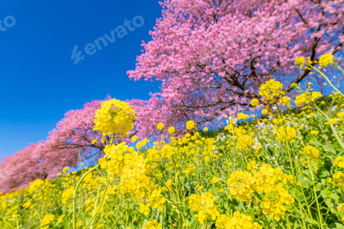 Preview: Kawazu Cherry Blossoms In Minamiizu-Cho, Kamo-Gun, Shizuoka Prefecture