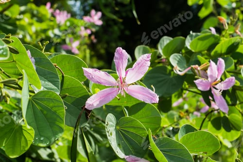 Preview: Closed Up Pink Flower Bauhinia Purpurea Or Butterfly Tree With Green Leaves.