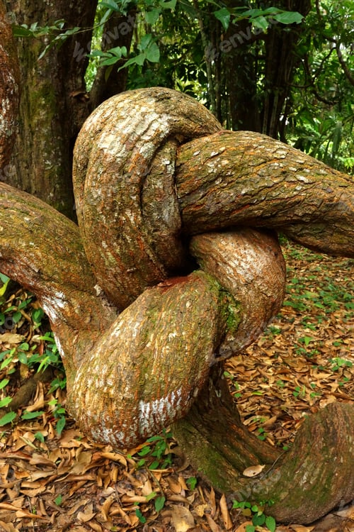 Preview: Giant Vines.