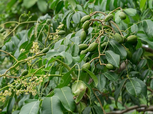 Preview: Jewã¢Â?¬Â?¢S Plum, Otatheite Apple. (Spondias Dulcis Parkinson)