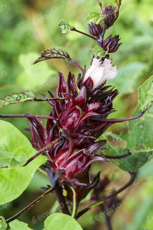 Preview: Hibiscus Sabdariffa Or Roselle Fruits