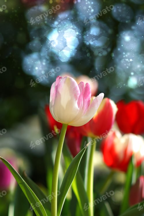 Preview: Tulips Are Blooming In The Garden.