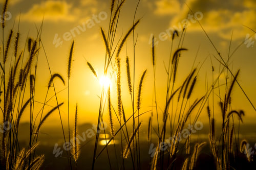 Preview: Flowers Grass With Light Background.