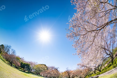Preview: Cherry Blossoms At Iwamotoyama Park In Fuji City, Shizuoka Prefecture
