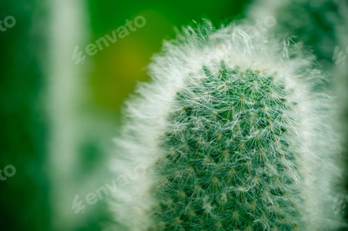 Preview: Selective Focus Close-Up Top-View Shot Cluster, Popular In East-Central Mexico Widely Cultivated As