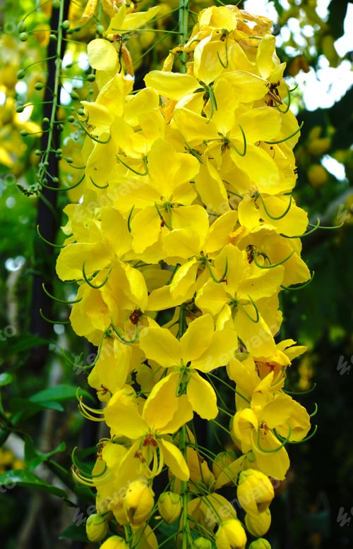 Preview: Yellow Flower Of Golden Shower (Cassia Fistula) On Tree.