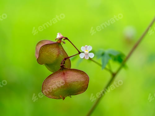 Preview: Close Up Balloon Vine Plant With Green Background. (Cardiospermum Halicacabum)