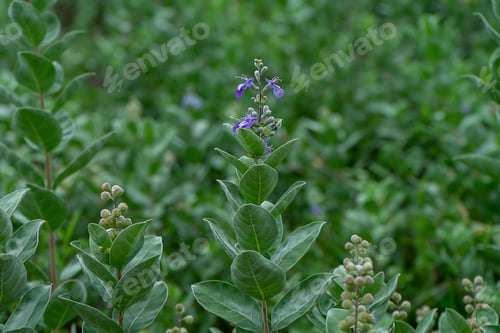 Preview: Close Up Of Vitex Trifolia Flower And Leaves On Blur Background