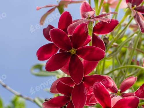 Preview: Close Up Of Chinese Honey Suckle, Rangoon Creeper, Drunken Sailor (Combretum Indicum) Flower.