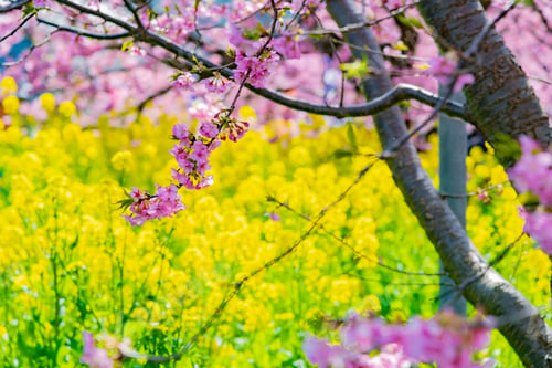 Preview: Beautiful Pink Kawazu Cherry Blossoms