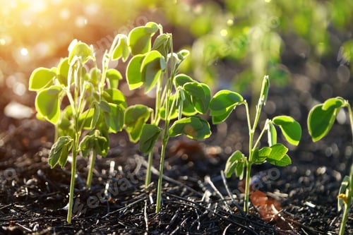 Preview: Green Sprout Growing From Seed. (Samanea Saman (Jacq.))