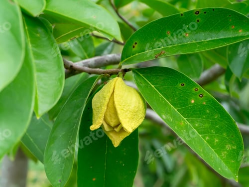 Preview: Soursop Tree Or Prickly Custard Apple. (Annona Muricata L.) Plant For Treatment Of Carcinoma.