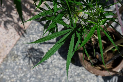 Preview: Close Up Green Marijuana Or Thai Stick Leaves On Tree With Blur Background. (Cannabis Sativa