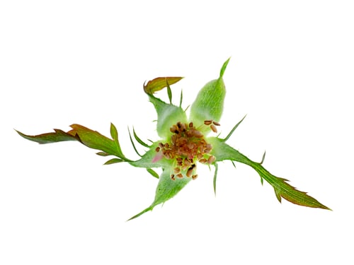 Preview: Close Up Pollen Of Damask Rose Flower (Scientific Name Rosa Damascena) On White Background.