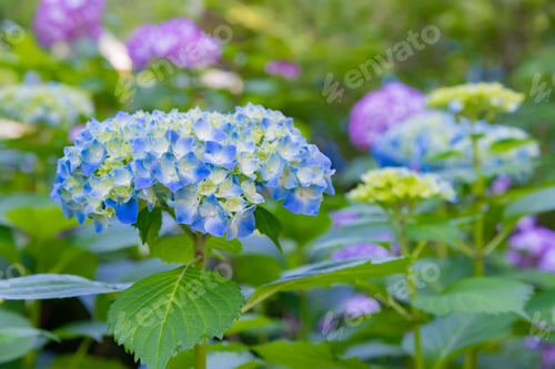 Preview: Hydrangea In Meigetsuin, Kamakura City, Kanagawa Prefecture