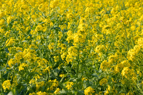 Preview: Beautiful Rape Blossoms
