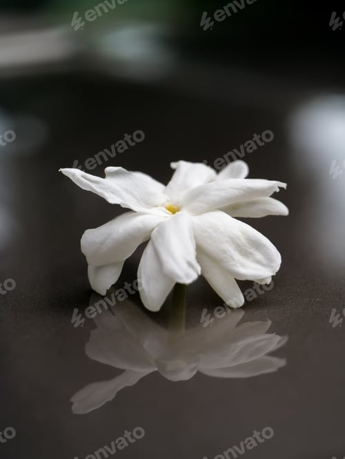 Preview: White Of Jasmine Flower Is Reflections On Synthetic Flooring.