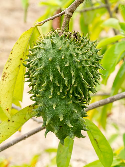 Preview: Soursop Fruit On Tree. (Annona Muricata Plant)