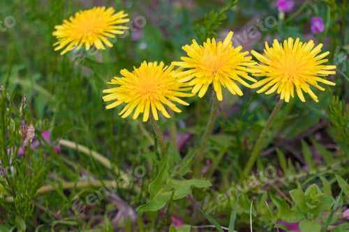 Preview: Landscape With Dandelion Blooming
