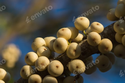 Preview: Figs On The Branch Of A Fig Tree