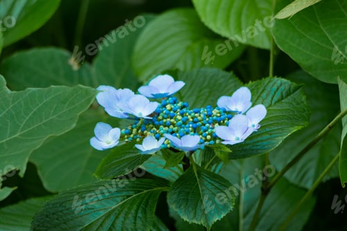 Preview: Beautiful Hydrangea In Early Summer