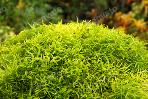Preview: Ornamental Trees Green Park Named Ming Aralia. (Polscias Fruticosa Harms)