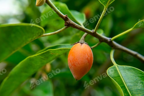 Preview: Close Up Rip Spanish Cherry Fruit, Tanjong Tree Or Bullet Wood. (Mimusops Elengi)