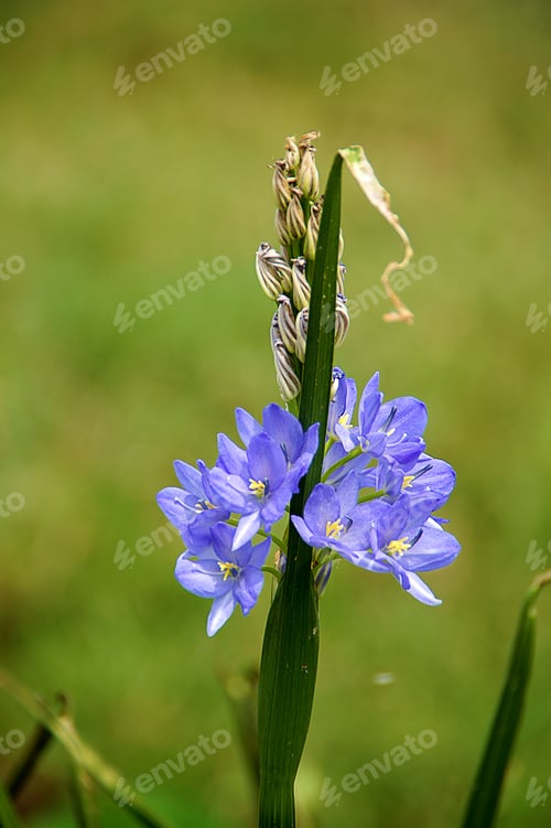 Preview: Purple Flowers.