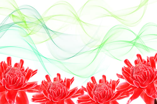 Preview: Red Flower Of Etlingera Elatior On White Background.
