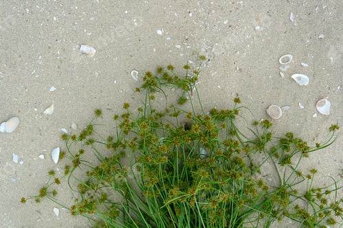 Preview: Close Up The Flower Grass On The Beach.